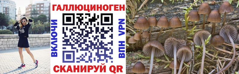 Галлюциногенные грибы Psilocybe  Калининград 